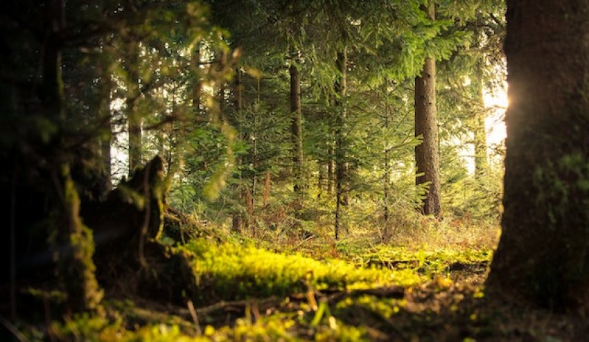 2027-től karbonadót kell fizetnünk: már most el kell kezdeni a felkészülést 