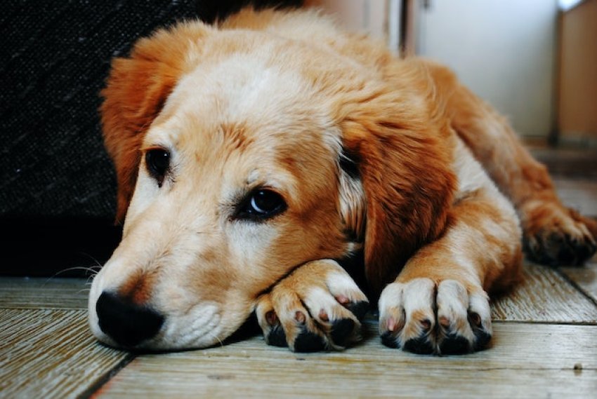 Az energiaválság láthatatlan fenyegetés a kutyáink ételére és egészségére?