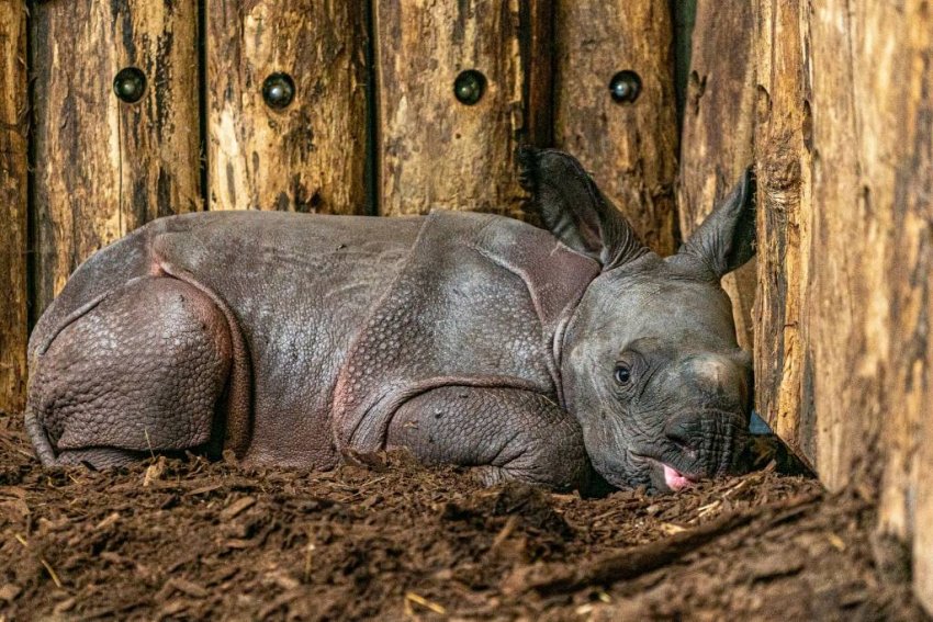 Indiai orrszarvú született a Nyíregyházi Állatparkban