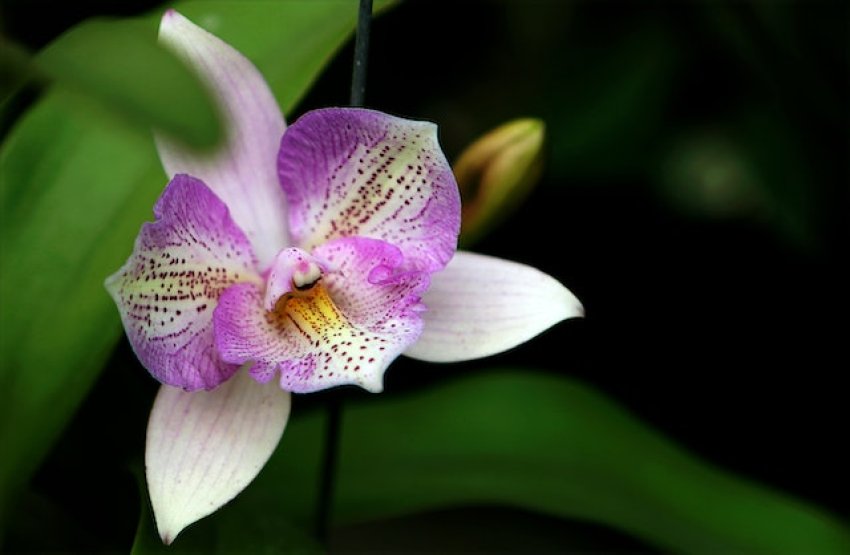 Tematikus sétán mutatják be a szegedi füvészkert orchideagyűjteményét