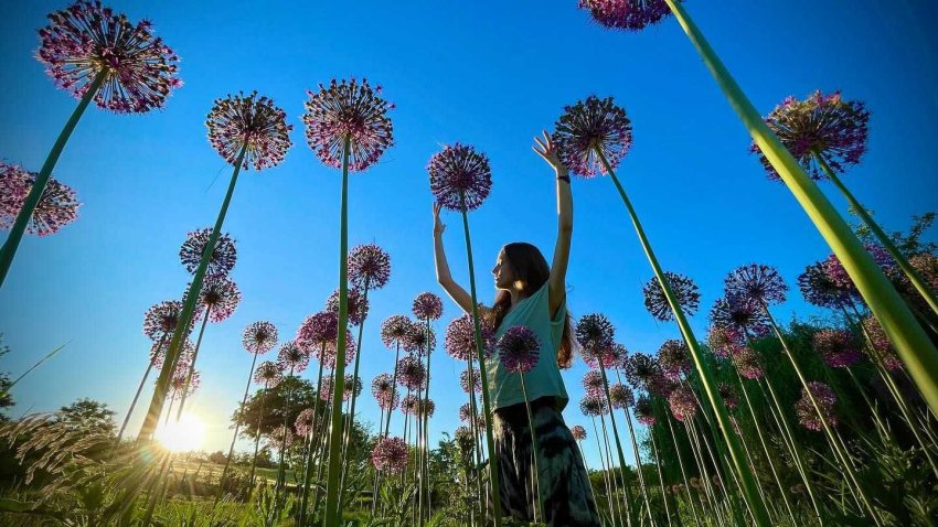 Tulipánszüret a Kincsek Völgyében a Balaton mellett 