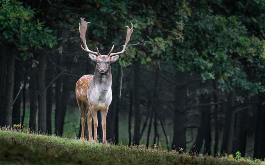 Vigyázat! Jön a vadvándorlás, és a jogszabályok is változtak