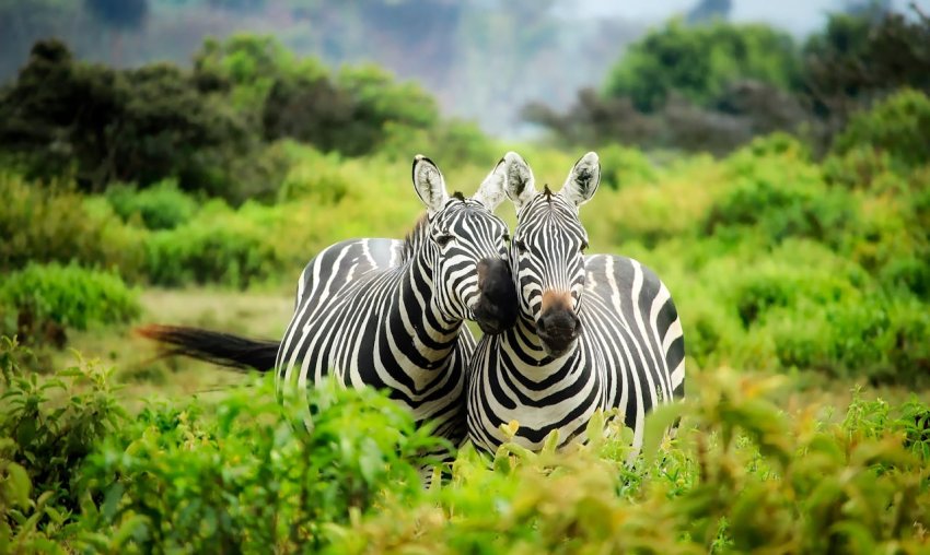 A zebra titkos ruhája – avagy miért csíkos ez a különös afrikai ló?