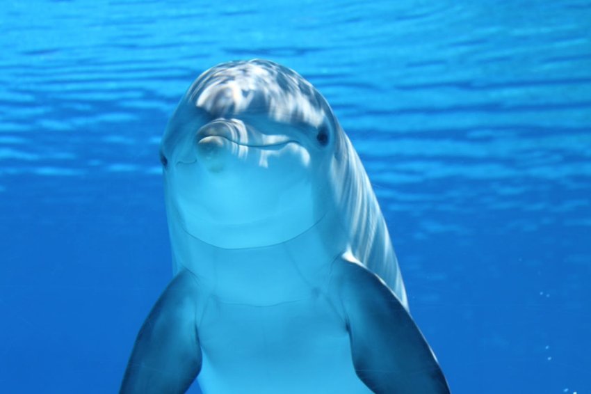 Delfinek – akik sosem alszanak igazán