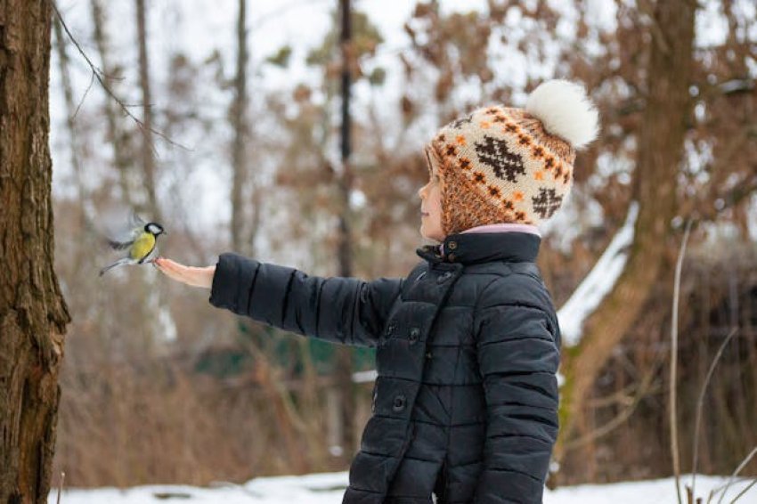 Téli madáretetés: így etesd biztonságosan a kerted madarait