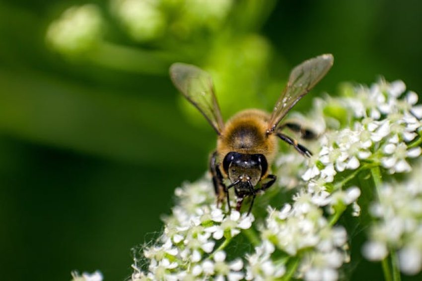 Mit tanulhatunk a méhektől? Túlélési stratégia közel 100 millió év tapasztalatával 