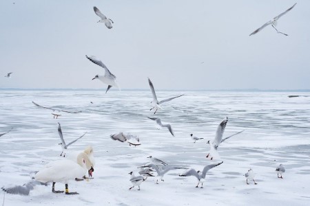 Téli programok a Balaton partján