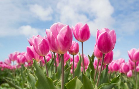 Az erdélyi Kalotaszentkirály 58 ezer nyíló tulipánnal csalogatja a turistákat