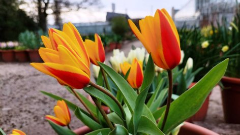 Több ezer nárcisz virágzik a vácrátóti Nemzeti Botanikus Kertbe