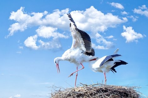 Rekordszámú fehérgólya-fiókát gyűrűztek idén az állatvédők