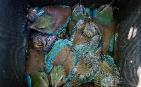 Tízfiókás szalakóta-fészekaljat találtak Magyarországon