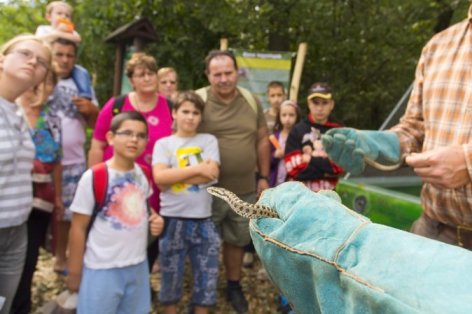 Rákosivipera-napot rendeznek  szeptember 2-án a Szegedi Vadasparkban