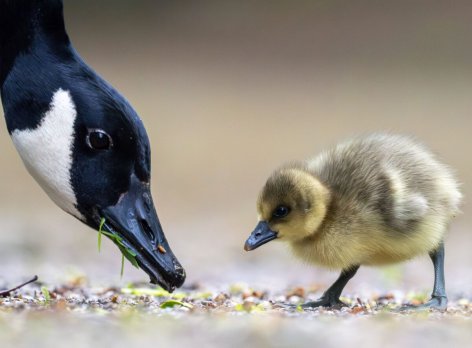 Idén is van tatai különdíjasa a Birdo 2023 madárfotós pályázatnak