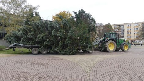 Megérkezett a fenyőfa Oroszlányba