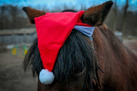 Állatokkal várják a karácsonyt és búcsúztatják az óévet a gyerekek a debreceni Kortaportán