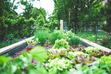 Magaságyás: a kertészkedés egyszerű módja