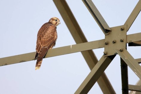 Az év madarát költőládák kihelyezésével védik