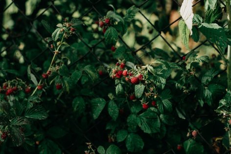 A málna gondozása– édes gyümölcs, tudatos kezekben