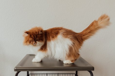 Miért van a macskáknak kilenc életük?