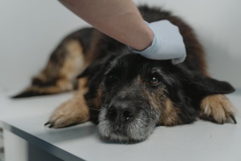 Csípőficam kutyáknál – amikor a természet apró hibája súlyos fájdalmat okoz