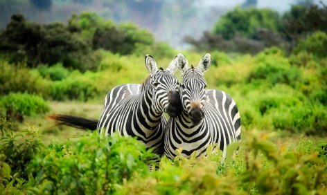 A zebra titkos ruhája – avagy miért csíkos ez a különös afrikai ló?