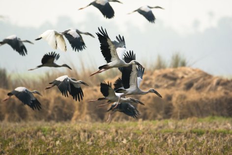 Az ég vándorai – a gólyák őszi útja Afrikáig