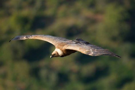 Vándorsólyom – a sebesség bajnoka az állatvilágban