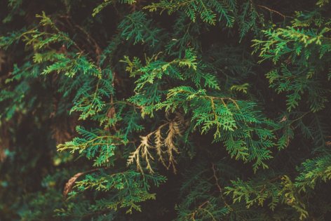 A tuja betegségei és kártevői – így maradjon zöld a kert örök kedvence
