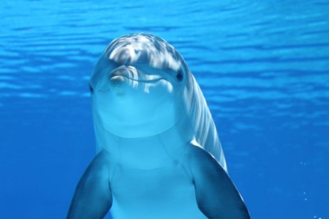Delfinek – akik sosem alszanak igazán