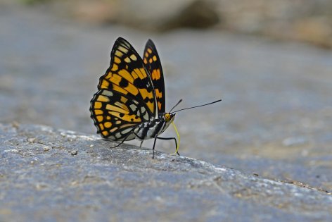 A narancssárga csoda: a monarch-lepkék vándorlása