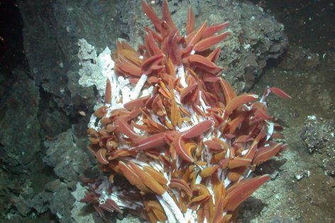 A tenger mélyén kávéillat? Meglepő felfedezés a Mariana-árokból