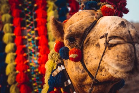 Tevetej a természetes szuperélelmiszer laktózérzékenyeknek