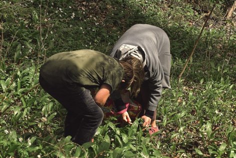 Indul a medvehagymaszezon! Mutatjuk, hol és hogyan érdemes szedni