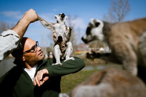 Maki ikerpár született a Richter Safari Parkban