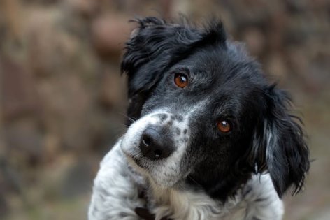 Sokkoló adat: a kutyatartók közel 70%-a már találkozott szívférges kutyával 